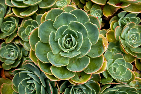 photo, Cactus Mandala